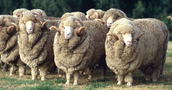 Merino Sheep